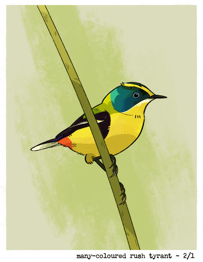 Day 2: Many-Coloured Rush Tyrant (Birbfest 2026)
