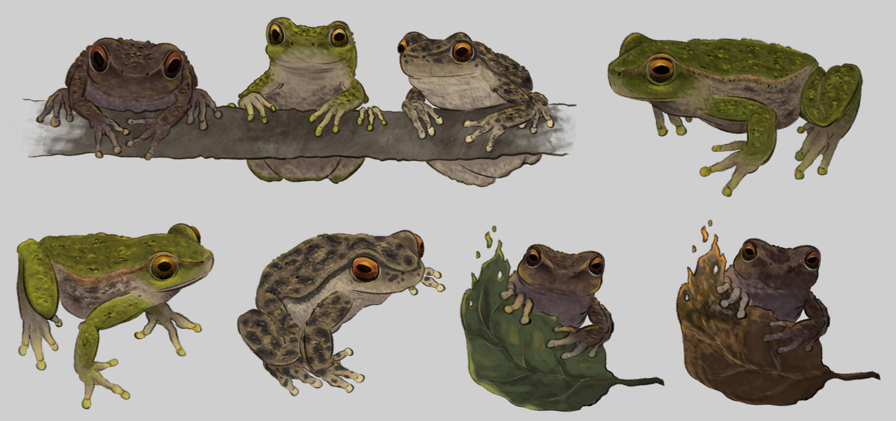 Spotted Tree Frogs (Private Commission)